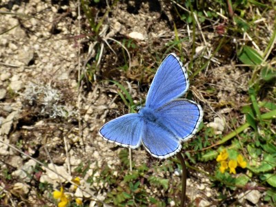 Adonis Blue at Selsley Common (1).JPG