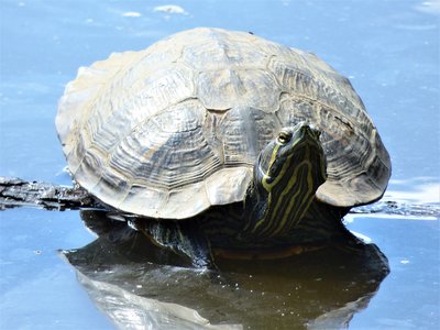 Caspian Turtle.JPG