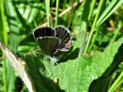 Small Blue with bent tail - wing rolling (1).JPG