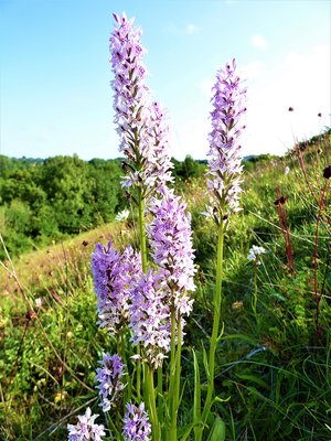 Common Spotted Orchid at St Cats (1).JPG