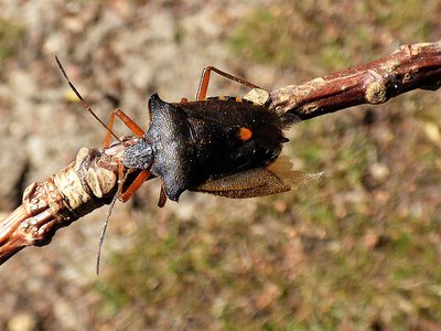 Forest Bug with damaged wing (1).JPG