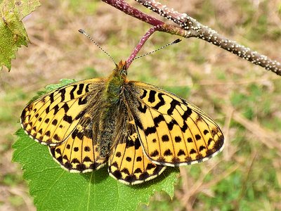Pearl-bordered Fritillary from above on leaf.JPG
