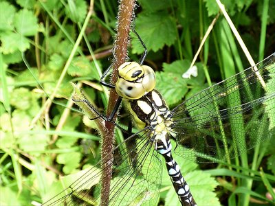 Southern Hawker with all abdominal segments blue - Odiham Common - July 2019 (3).JPG