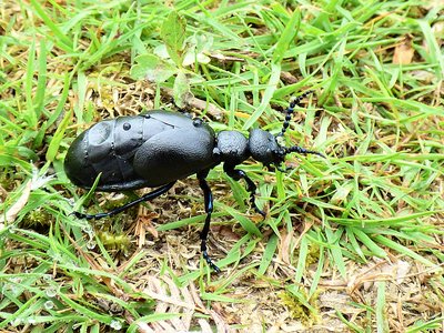Black Oil Beetle (1).JPG