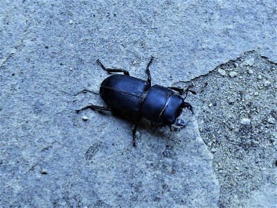 Lesser Stag Beetle.JPG