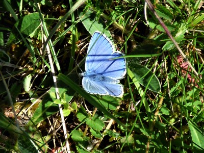 Adonis Blue - Spring brood at Swells Hill (2).JPG