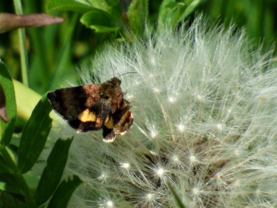 Small Yellow Underwing Moth (1).JPG