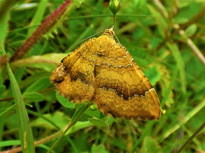Yellow Shell at St Cats Hill (1).JPG