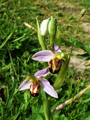 Bee Orchid - var belgarum at Cats Hill.JPG