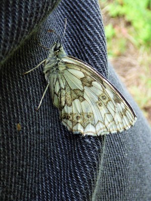 Trousered by a Marbled White.JPG