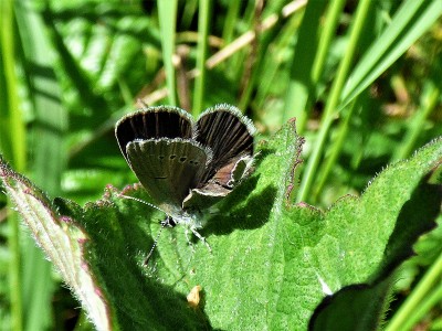Small Blue with bent tail - wing rolling (2).JPG