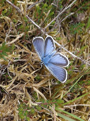 Silver-studded Blue who wing-rolled at 15 degrees (3).JPG