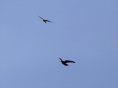 Crow chasing a Peregrine (1).JPG