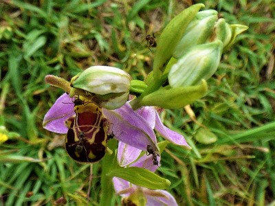 Bee Orchid - covered in ants (2).JPG