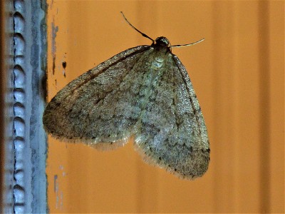 November Moth (4).JPG