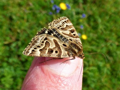Mother Shipton Moth (2).JPG