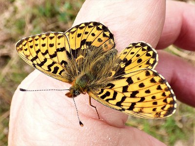 Pearl-bordered Fritillary from above on me (2).JPG