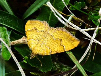 Yellow Shell at Selsley Common (1).JPG