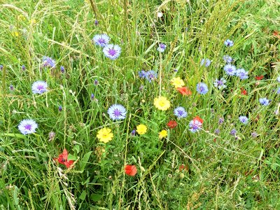 Windmill Hill Flower Meadow (2).JPG