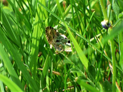Green Carpet Moth.JPG