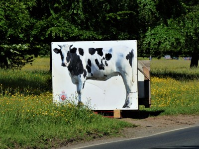The Big Cow Sign on Minch Common (1).JPG