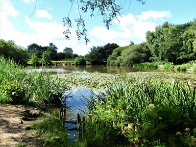 Ditchling Common Pond.JPG