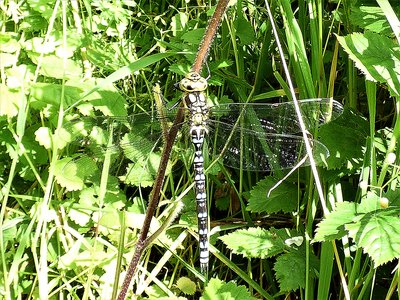 Southern Hawker with all abdominal segments blue - Odiham Common - July 2019 (2).JPG