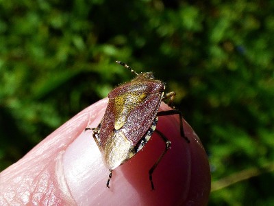 Sloe Bug (6).JPG
