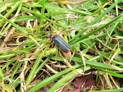 Cantharis rustica soldier beetle.JPG