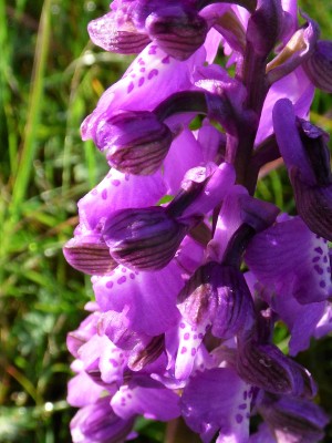 Green Winged Orchid (1).JPG