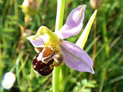 Bee Orchid at St Cats (1).JPG