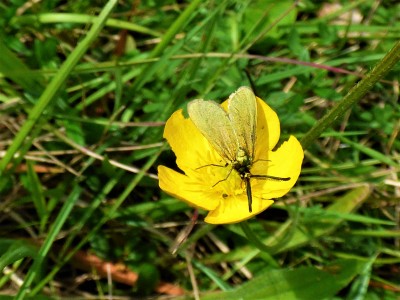 Forester Moth.JPG