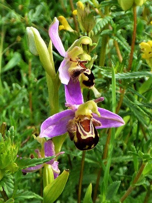 Bee orchid at St Cats Hill (2).JPG