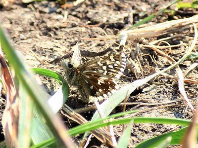 Grizzled Skipper - resting upright on its hind legs.JPG