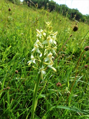Lesser Butterfly Orchid (2).JPG