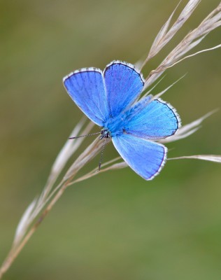 Adonis Blue (Male) , Denbies Hill ,1.9.21