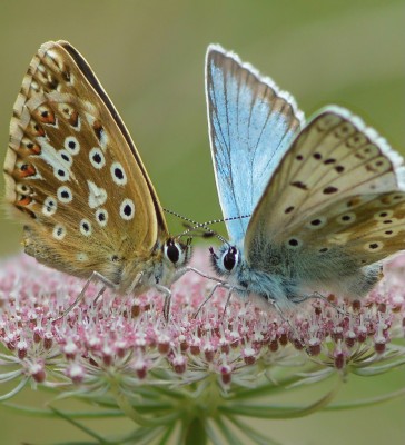 ‘Love at first sight’ Male &amp; Female  Chalkhill Blues . Surrey 4.8.21