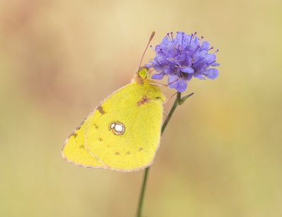 Clouded Yellow.<br />Taken on October 11th, 2020.<br />Battlesbury Hill, Warminster.<br />ƒ 10 - 1/200 - ISO400