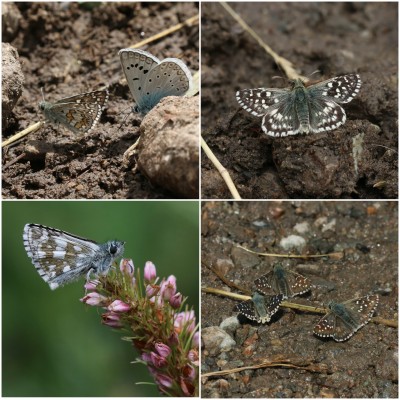 Yellow-banded, Aegean, Olive and Large Grizzled skippers
