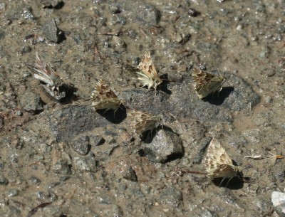 Marbled and Tufted Marbled Skippers