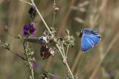 Mating False Chalkhill Blues being hassled by Adonis Blue