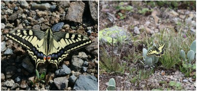 Swallowtails puddling around Olgunlar and also hill-topping at 3000m