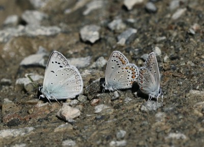 For size - male Aedon puddling with Anatolian Zephyrs