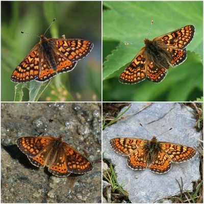 And some other common species in the mountains….Marsh Fritillaries