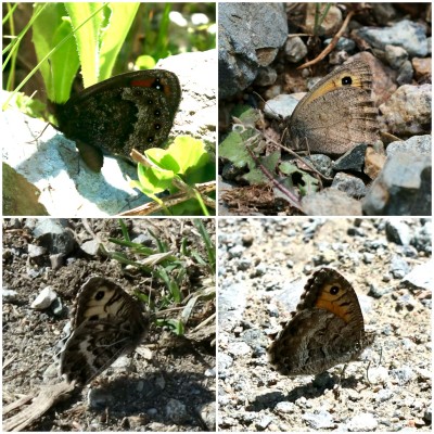 Hewitson’s Ringlet, Dusky Meadow Brown, Grey Asian Grayling, False Grayling