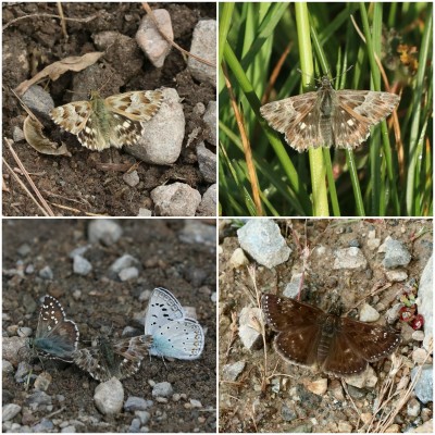 Marbled, Tufted Marbled and Dingy skippers