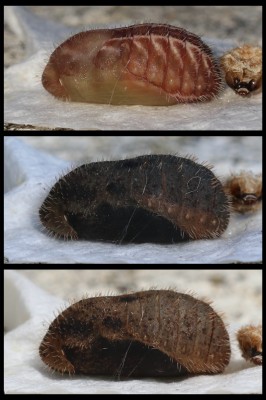 Pupal development - becoming quite light just prior to eclosion