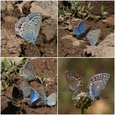 Loew’s Blue a particular highlight of the area - seen here with an open winged Eastern Brown Argus