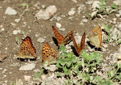High Brown fritillaries can sometimes be found mud-puddling in large numbers - but I only seem to have this pic of a small group