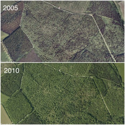 Prime regen habitat developing and reaching a peak soon after 2010